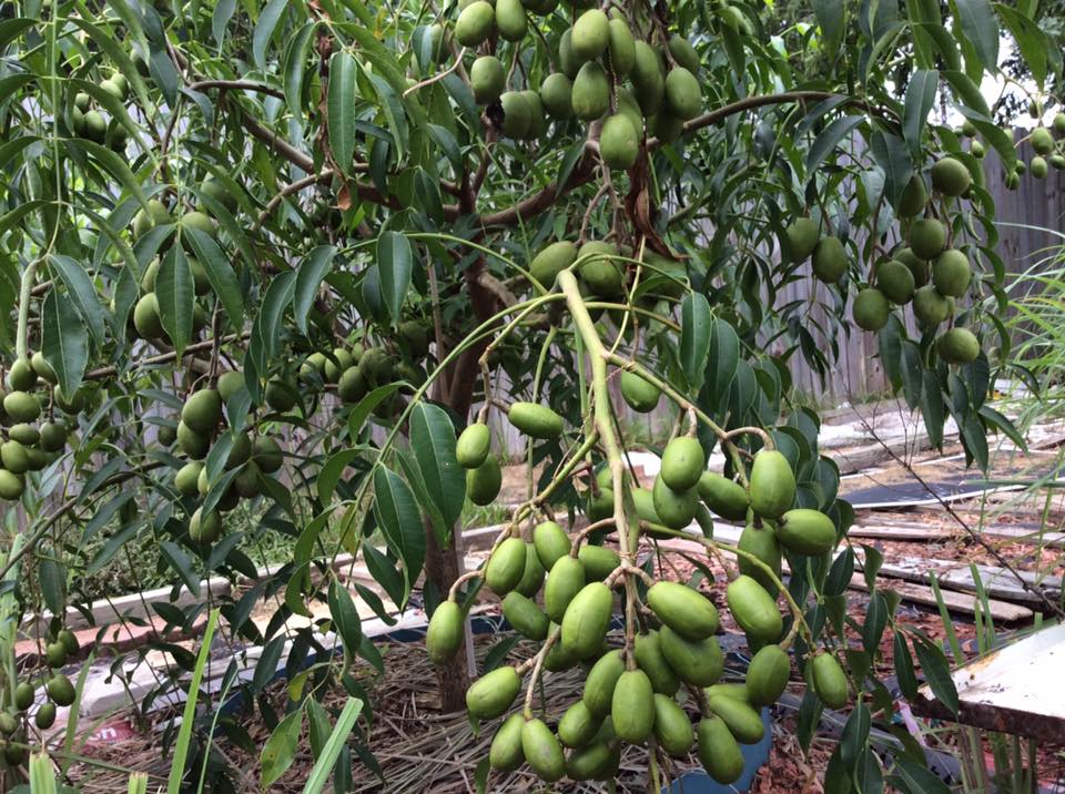 Cây giống cóc thái lùn siêu quả, dòng quả sớm,