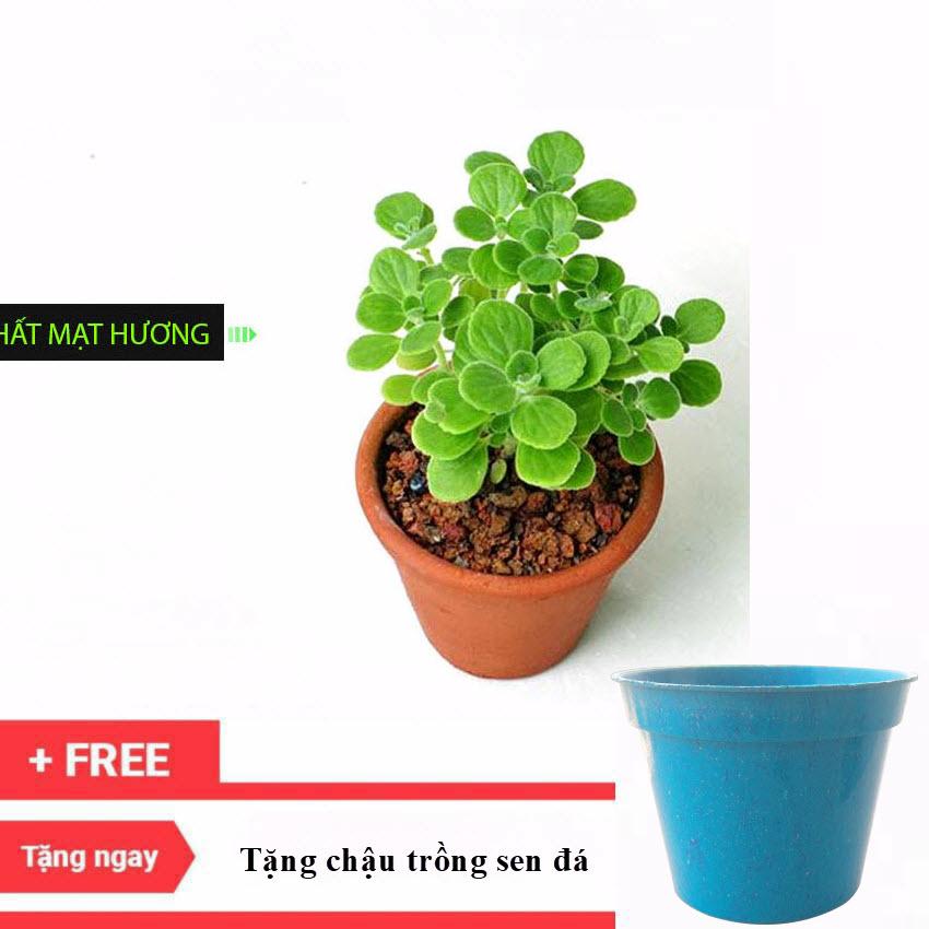 [HCM]Sen Đá Lá Thơm - Sen đá nhất mạt hương tặng chậu trồng sen đá