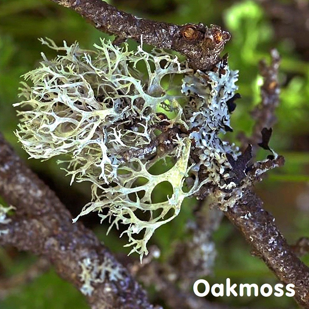 Tinh dầu rêu sồi tuyệt đối Oakmoss Essential Oil