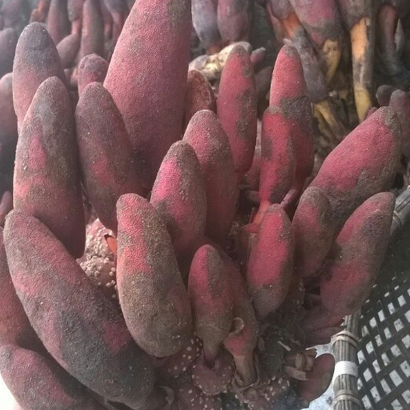 Nấm ngọc cẩu khô - db033