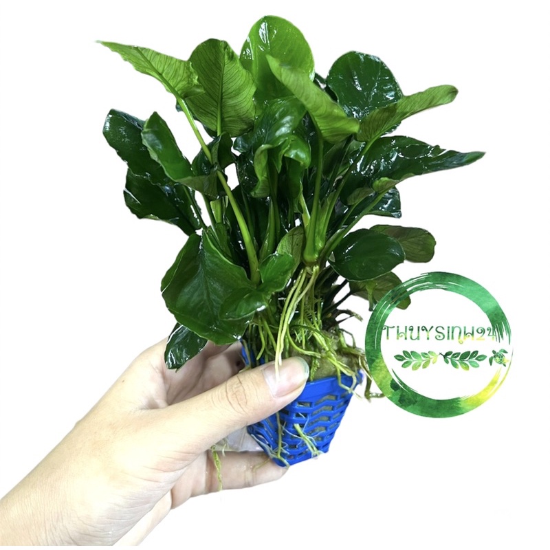 Ráy lá tròn - trầu bà lá tròn - cây thủy sinh dễ trồng