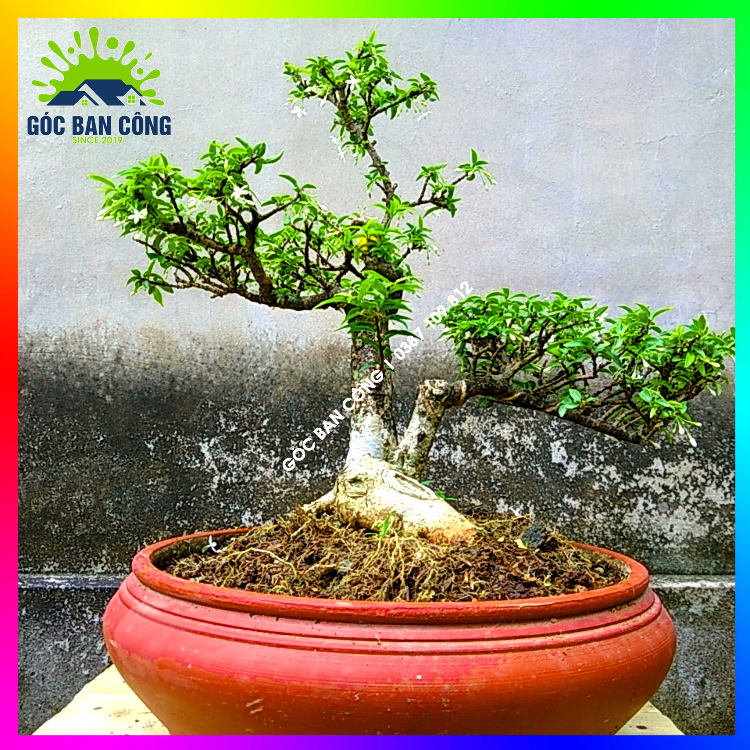 Mai chiếu thủy kim giòn bonsai mini - ctbs03