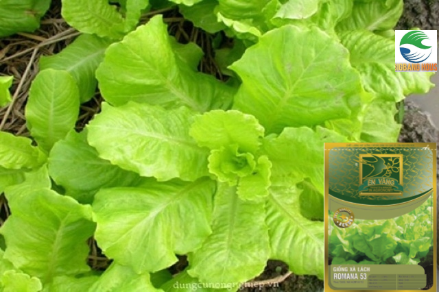Hạt giống xà lách Én Vàng ROMANA 53- [NĂNG XUẤT CAO- SINH TRƯỞNG NHANH]