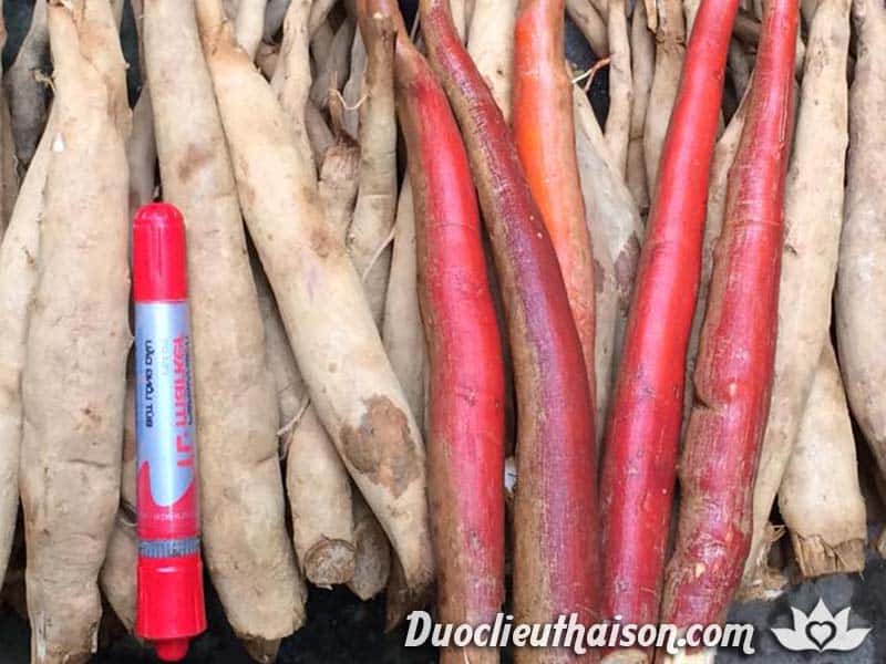 Sâm tiên mao đỏ 0.5kg thảo dược cực mạnh dành cho các quý ông