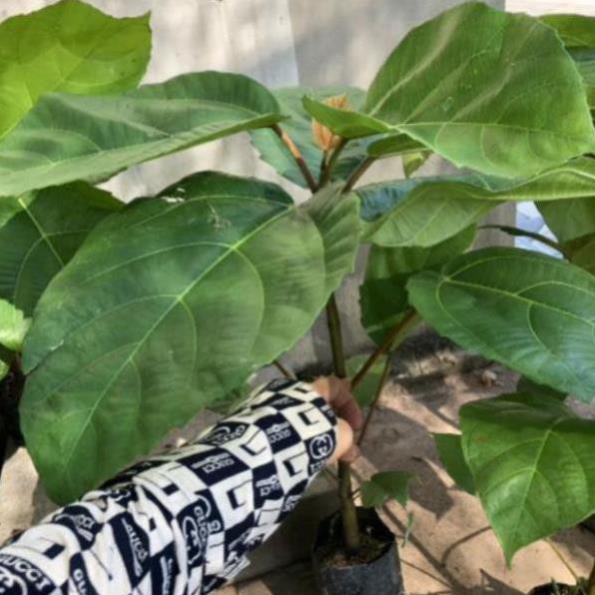 Cây vả giống to 70cm trở lên