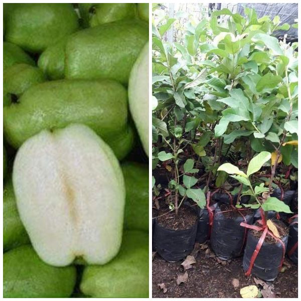 Cây giống ổi không hạt f1 cay giong nong nghiep oi khong hat chat luong cao