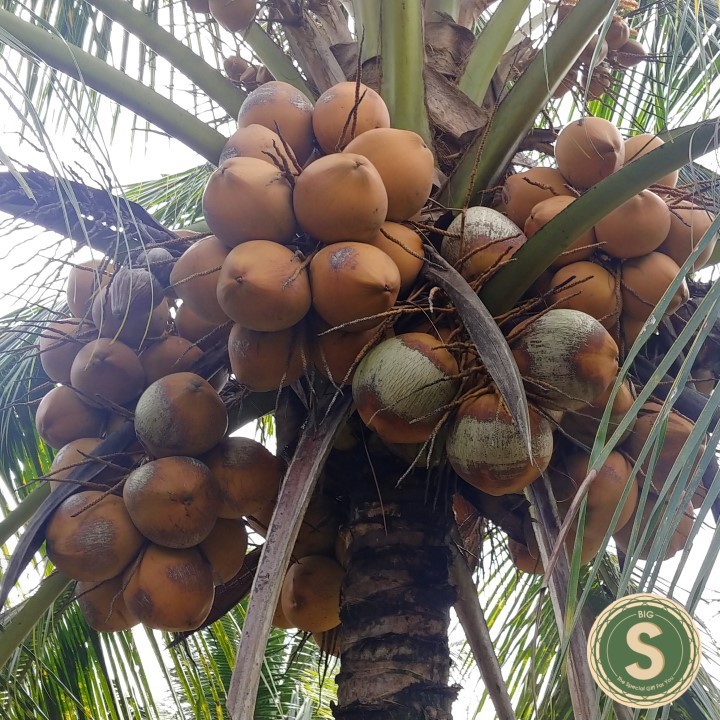 Cây Giống Dừa Mã Lai cho trái sau 2.5 năm trồng ( NHẬN THAM QUAN VƯỜN)