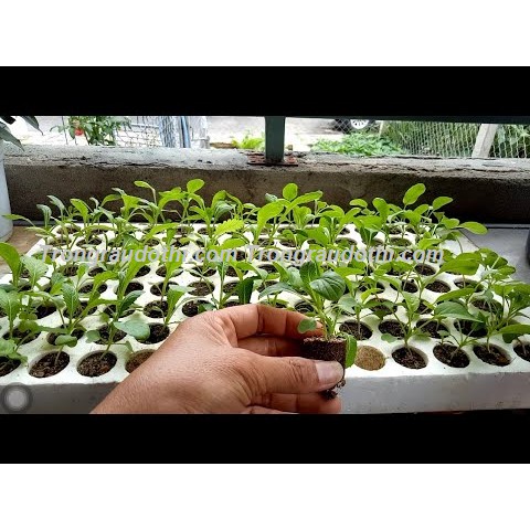 Khay xốp ươm hạt 84 lỗ, khay xốp ươm cây giống 84 lỗ tiện dụng, bền chắc