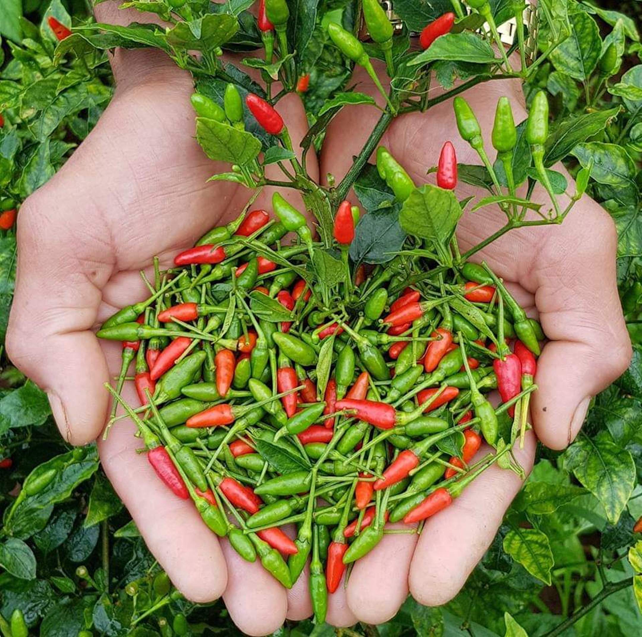 Hạt giống ớt xiêm siêu trái