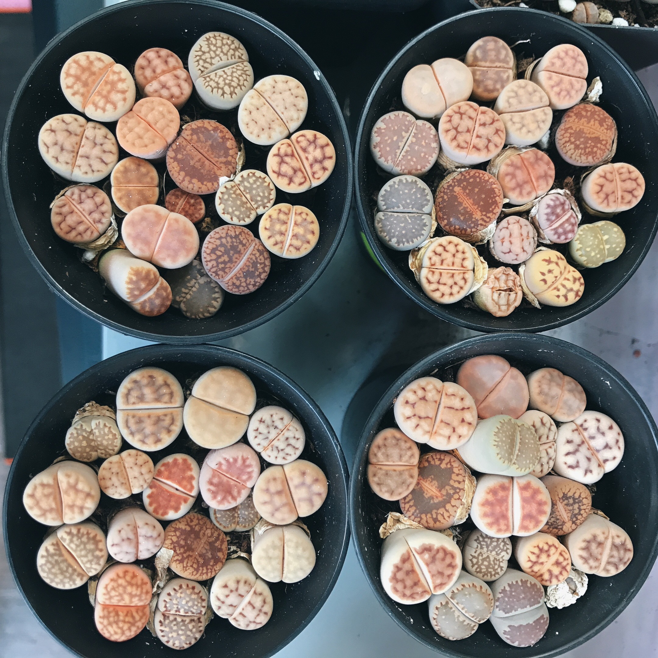 Sen đá Lithops - Thạch lan - chậu tròn