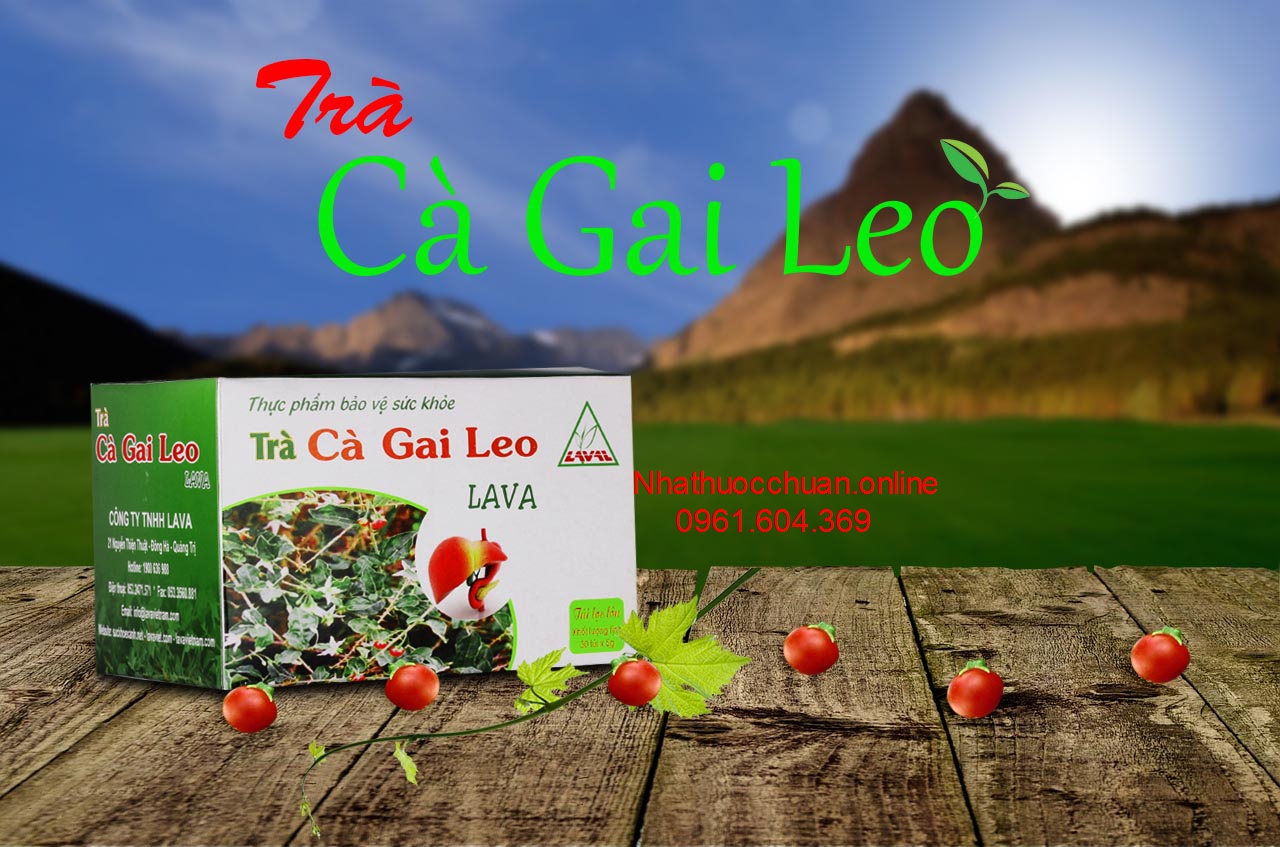 Trà cà gai leo LAVA
