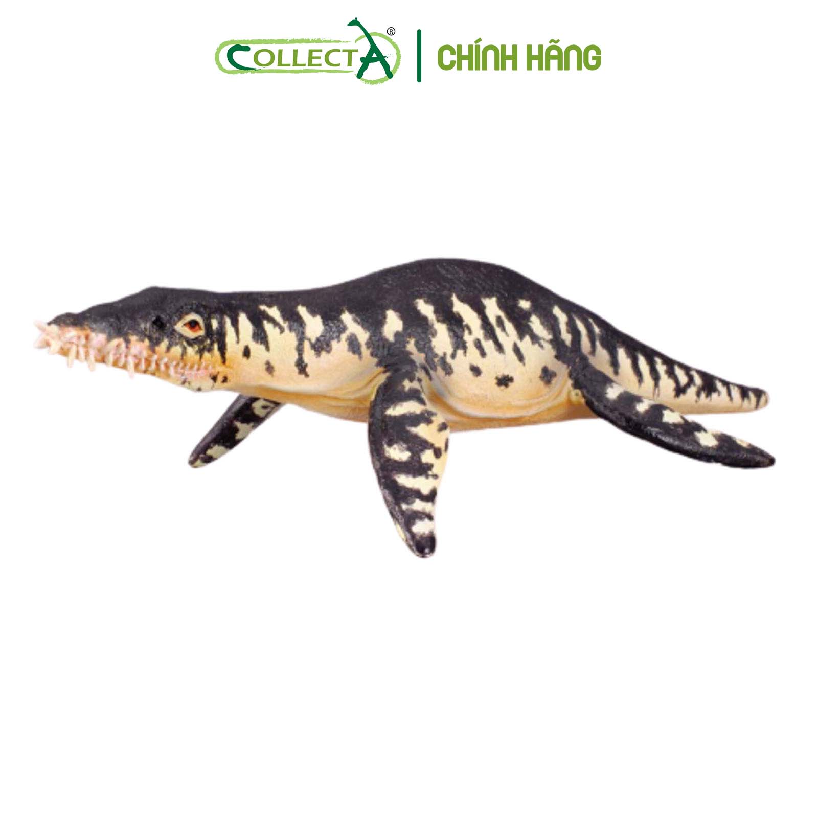 Đồ chơi mô hình động vật CollectA Khủng Long Liopleurodon - Liopleurodon