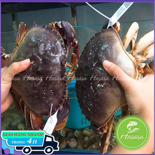 Cua canada sống - túi 500g - giao ngay tại hcm, có thịt mềm nhưng thành khối, vị ngọt đậm đà đặc trưng của vùng biển lạnh