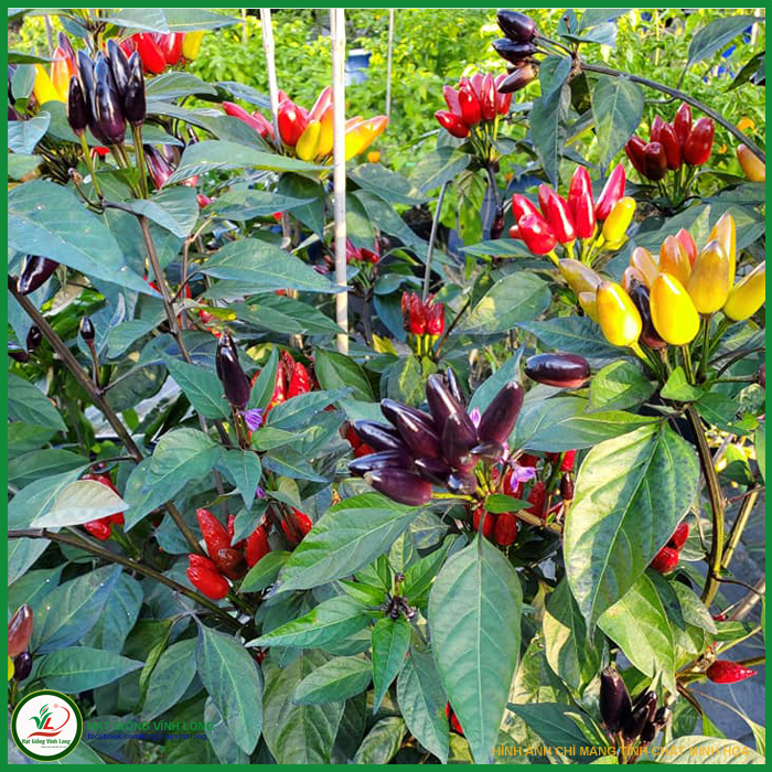 Hạt giống Ớt kiểng tím chùm ( hạt tự thu) - 15 hạt