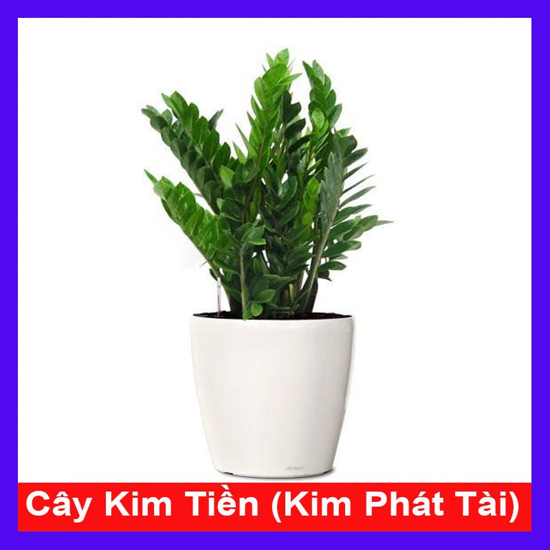 Cây kim tiền - kim phát tài - mang may mắn tài lộc - cây cảnh để bàn - cây cảnh mini
