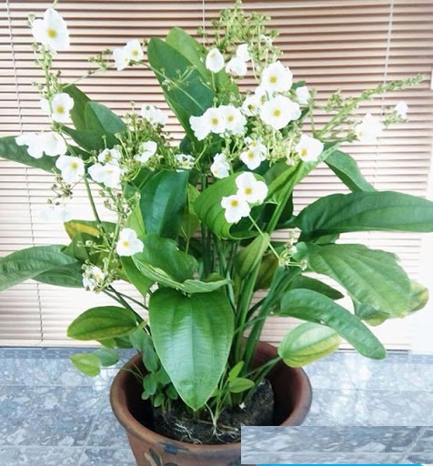 chậu cây BÁCH THỦY TIÊN, THỦY SINH - Cây PHONG THỦY, may mắn, tài lộc - gửi đi nguyên bầu