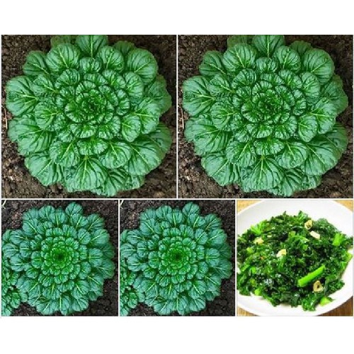 HẠT GIỐNG Cải Hoa Hồng Tatsoi 1 gói 2gr