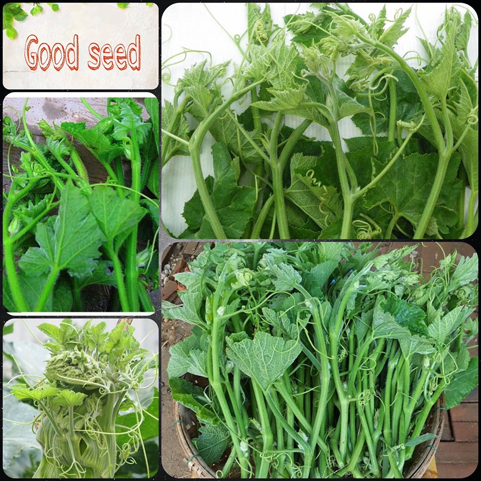 Bí siêu ngọn f1 ngọn cực mập 10gr