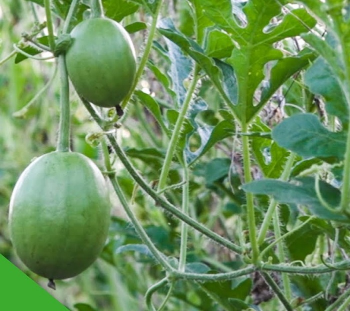 Hạt giống dưa canh dưa hấu nụ 5g ( khoản 110 - 130 hạt ) giá rẻ