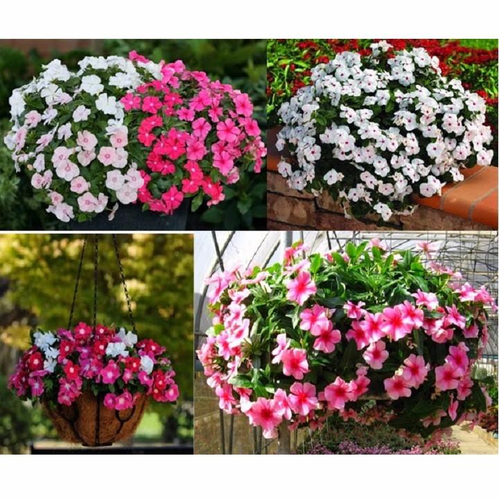 Hạt giống hoa dừa cạn rủ Mix nhiều màu gói 50 hạt xuất xứ Đức