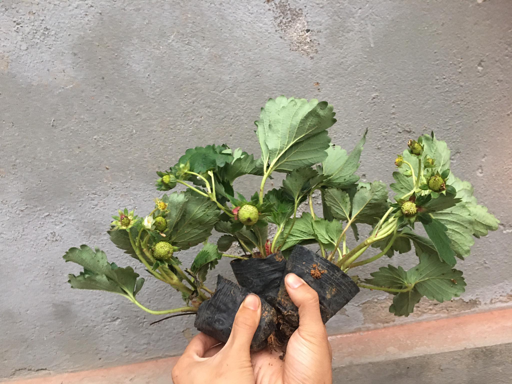 Combo 3 Bầu dâu tây đang có quả non và hoa