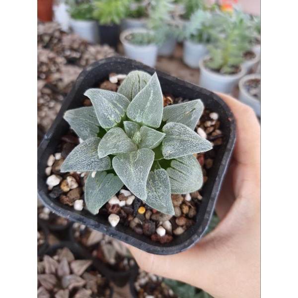 Sen đá kim cương Haworthia Pygmaea 'Madona'