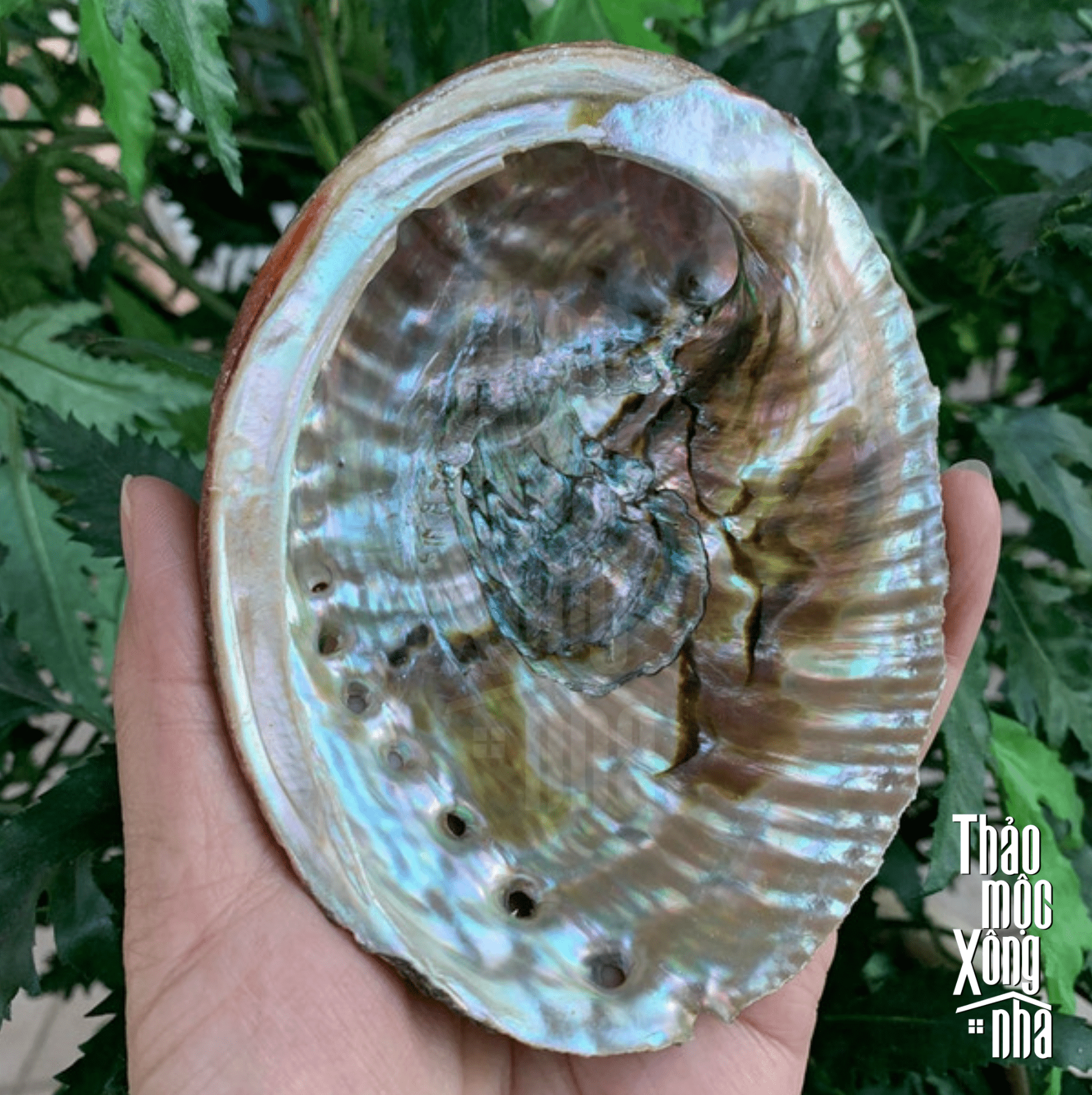 Đĩa ốc chile - purple abalone - thảo mộc xông nhà