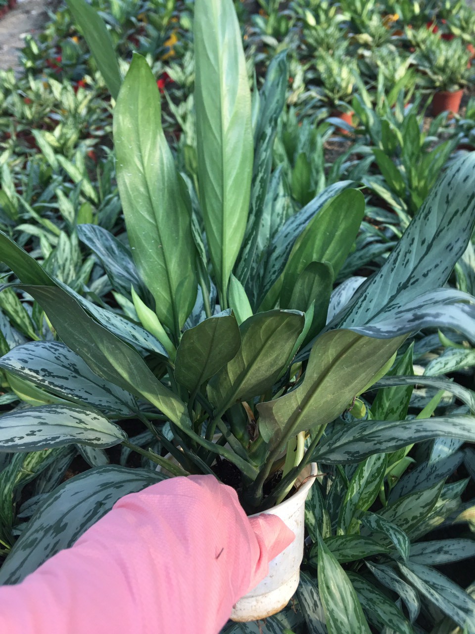 giá gốc - CÂY NGÂN HẬU (cây giữ tiên)