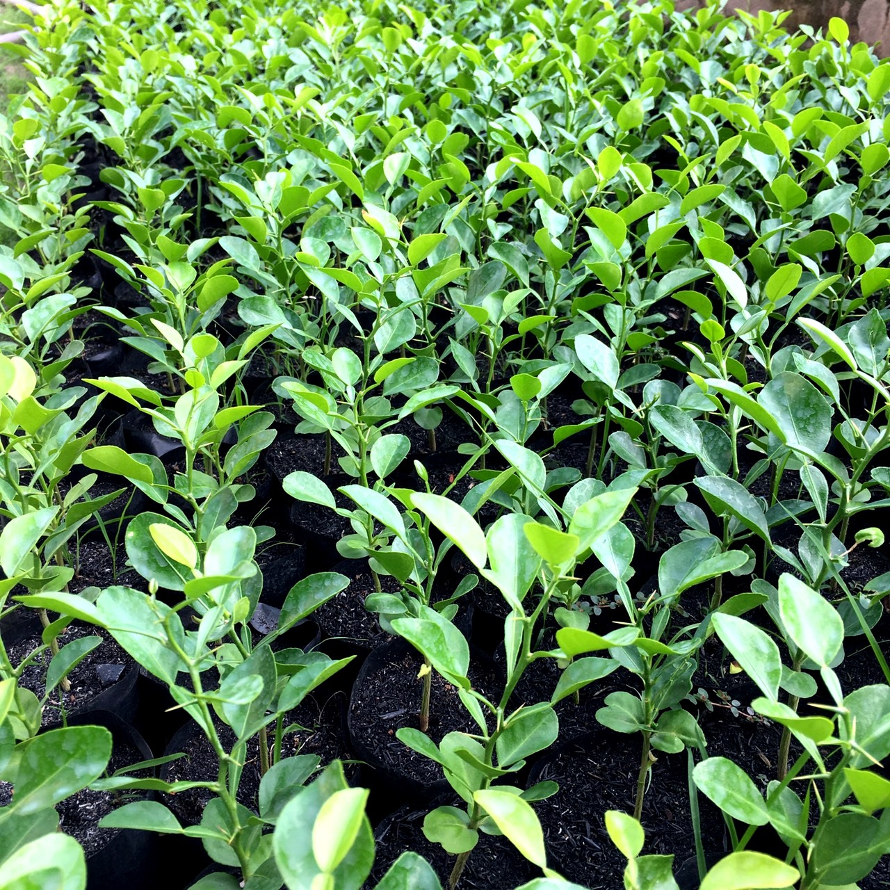 Cây chúc giống an giang, cây chanh thái cao 20-30cm