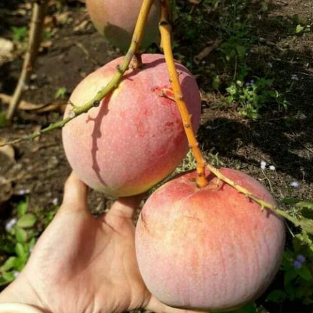 Cây giông xoài úc,giống năng xuất cao, cây chuẩn f1