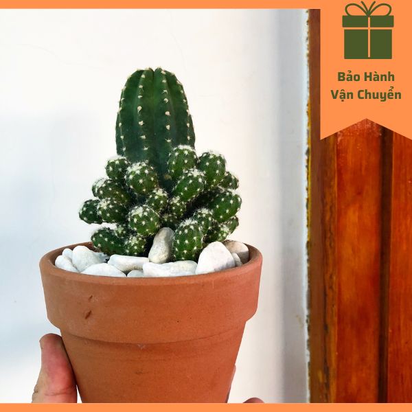 Cây Xương rồng Echino , cây trồng trong nhà, trang trí văn phòng, phong thủy mini để bàn, giá rẻ, Color Full Shop