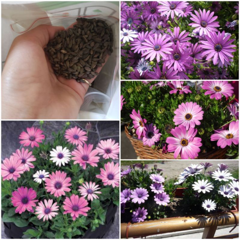 Hạt Giống Hoa Cúc Nam Phi Mix Màu - 20 Hạt