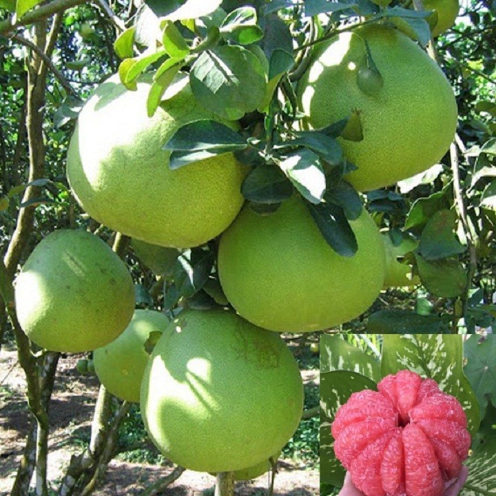 CÂY GIỐNG BƯỞI RUBY THÁI siêu ngon, siêu quả, rễ khỏe- CAM KÊT GIỐNG CHUẨN F1