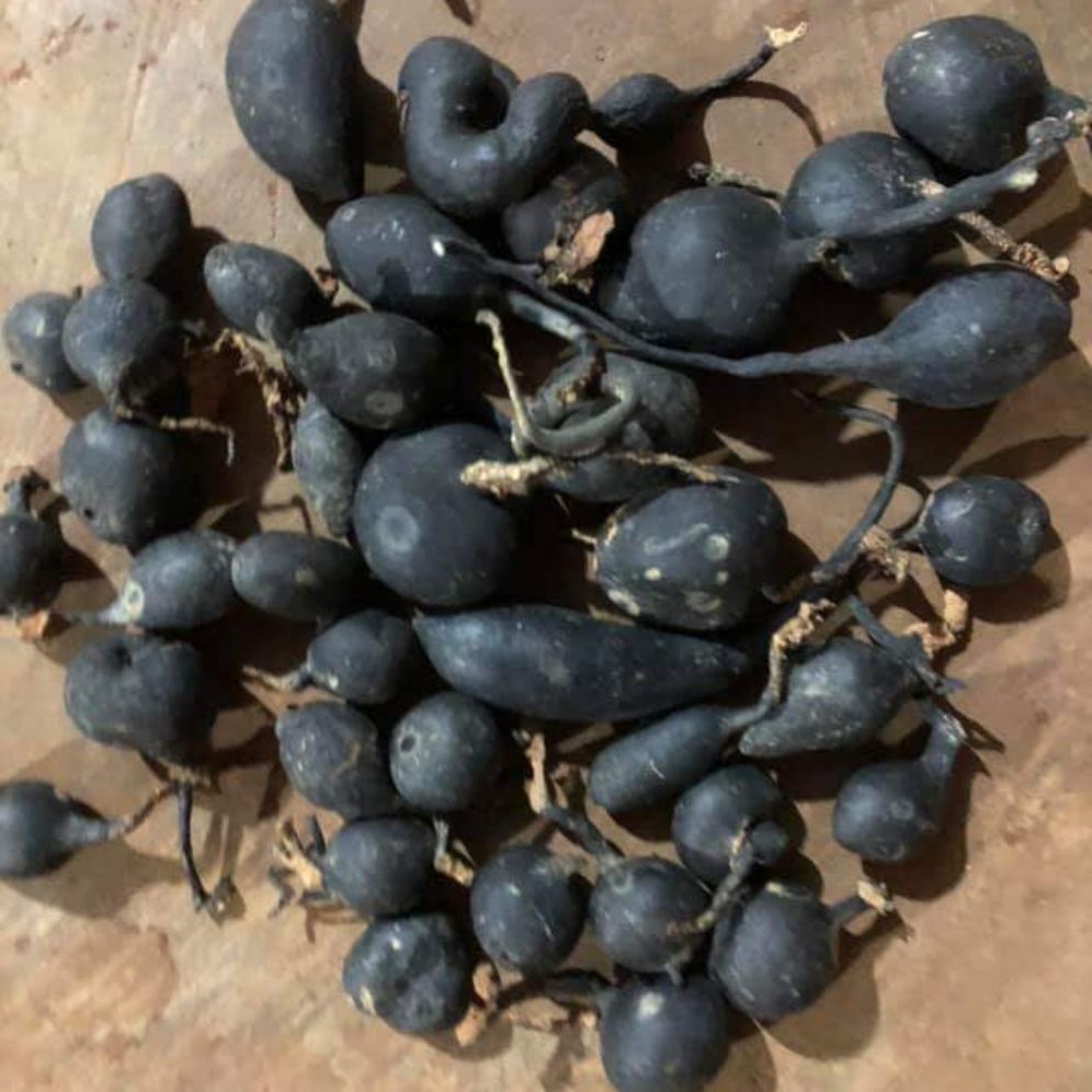 [HCM]Sâm Ô LINH Rừng Tây Nguyên