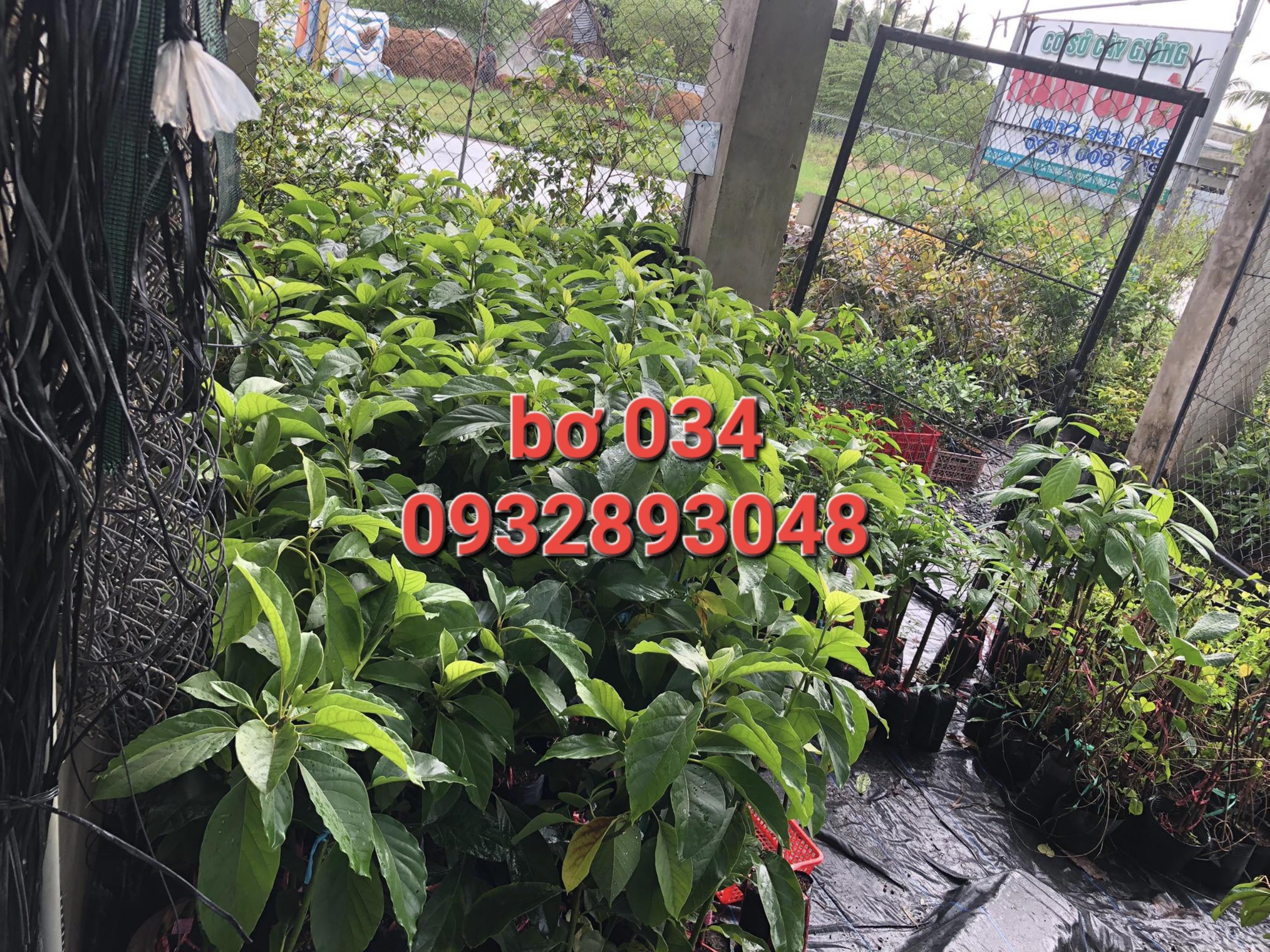 Cây bơ sáp 034,bơ trái dài dẻo,hạt lép
