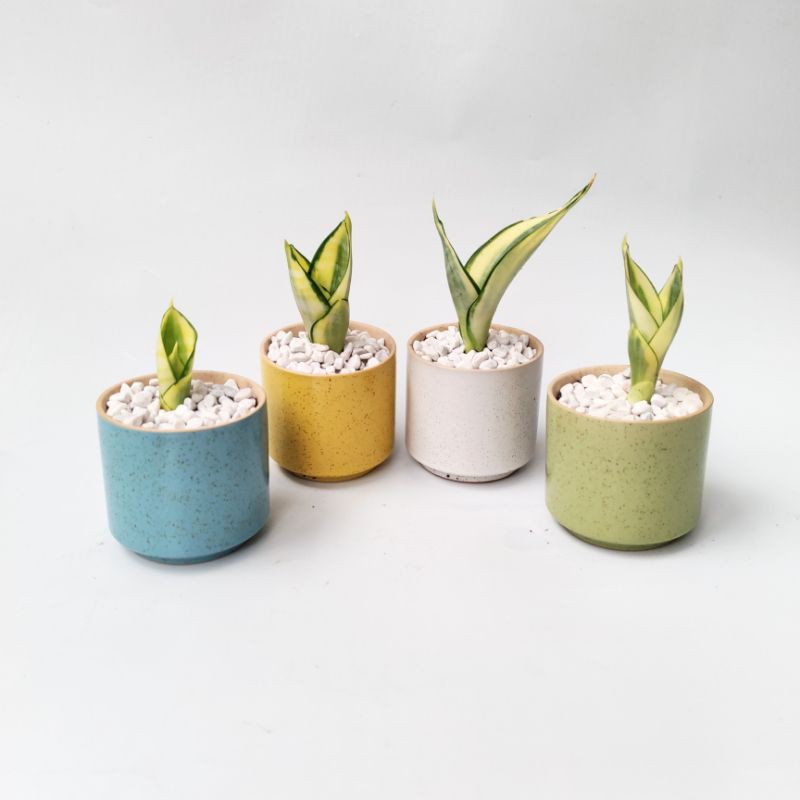Cây lưỡi hổ thái mini trồng sẵn chậu để bàn, cây phong thủy đẹp