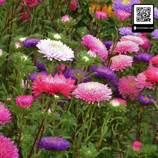Hạt giống hoa cúc magic (cúc thúy) - Miễn Phí Vận Chuyển khi đơn đạt giá trị tối thiểu