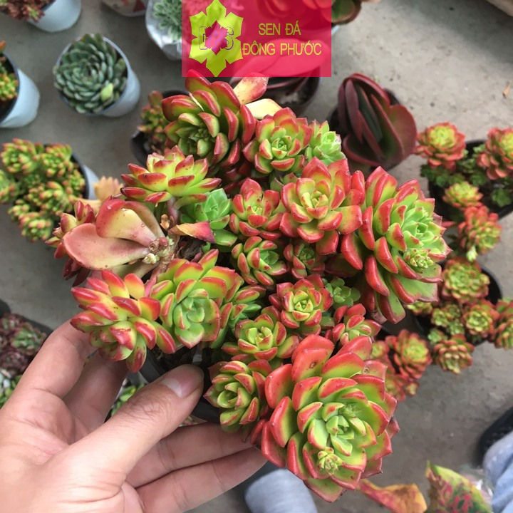 [HCM]Sen đá cẩm thạch đỏ- sen đá đông phước