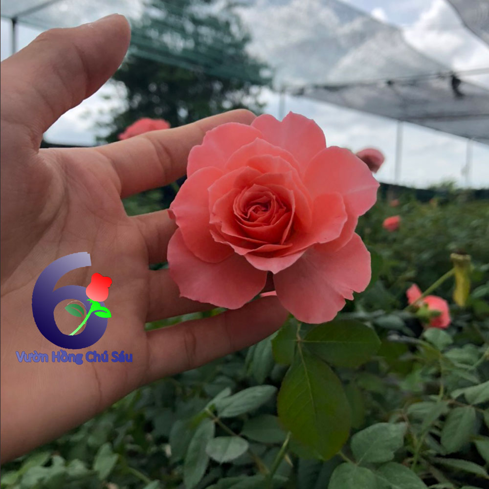 Hoa hồng cam Corail, hồng ngoại, hồng bụi, thân gỗ, nguyên bản