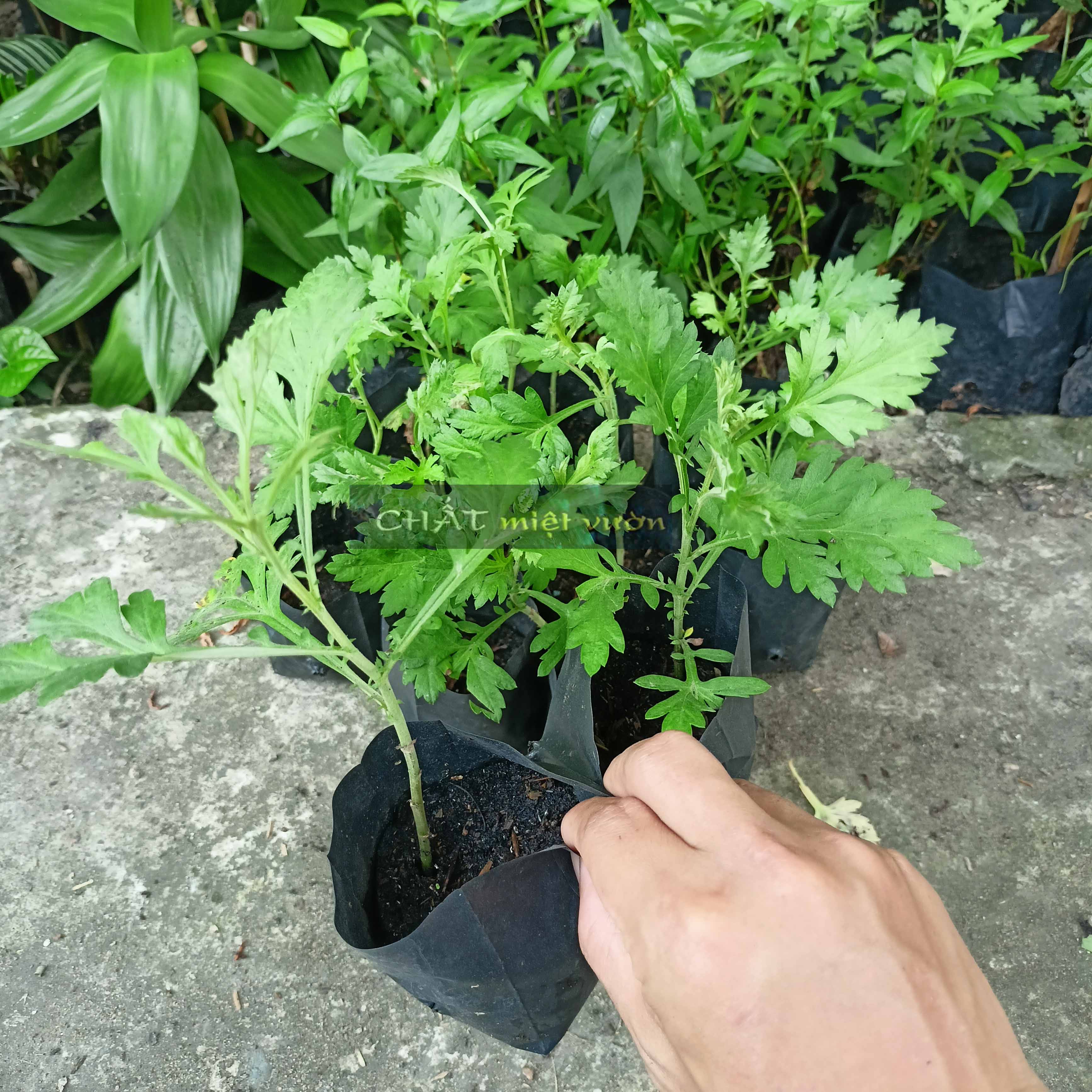 Cây ngải cứu giống