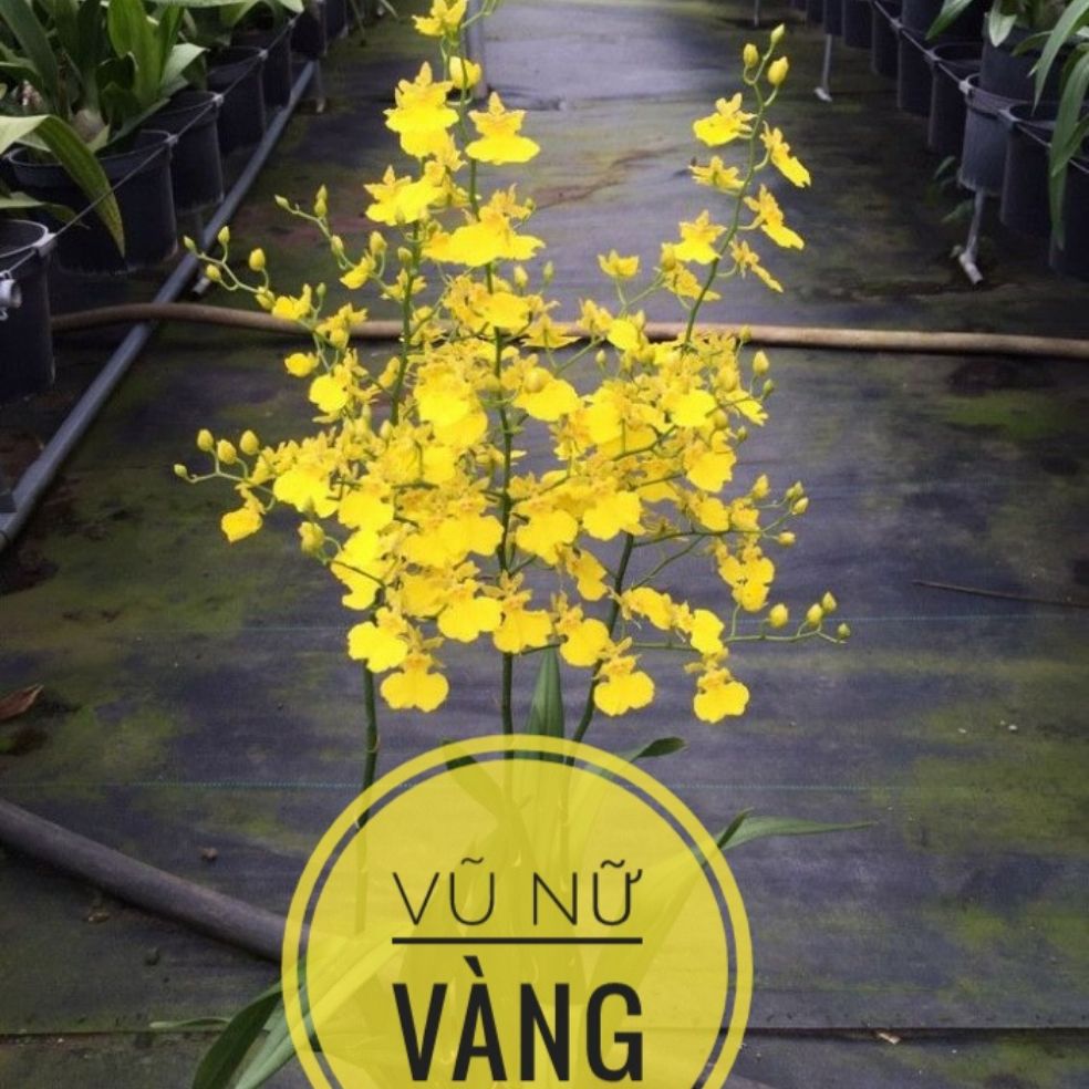 vũ nữ vàng ( damsay)