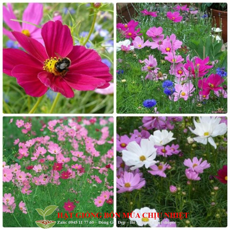 Hg5A Hạt Giống Hoa Cánh Bướm Cúc Cánh Bướm 100 Hạt