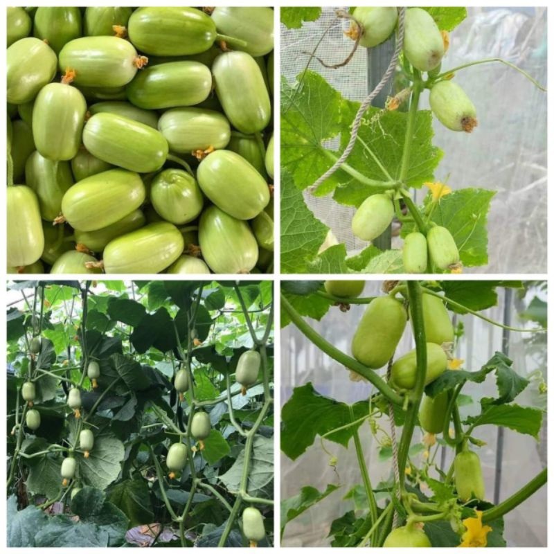 Hạt giống dưa chuột ngọc nữ-gói 20 hạt-nãy mầm 90%