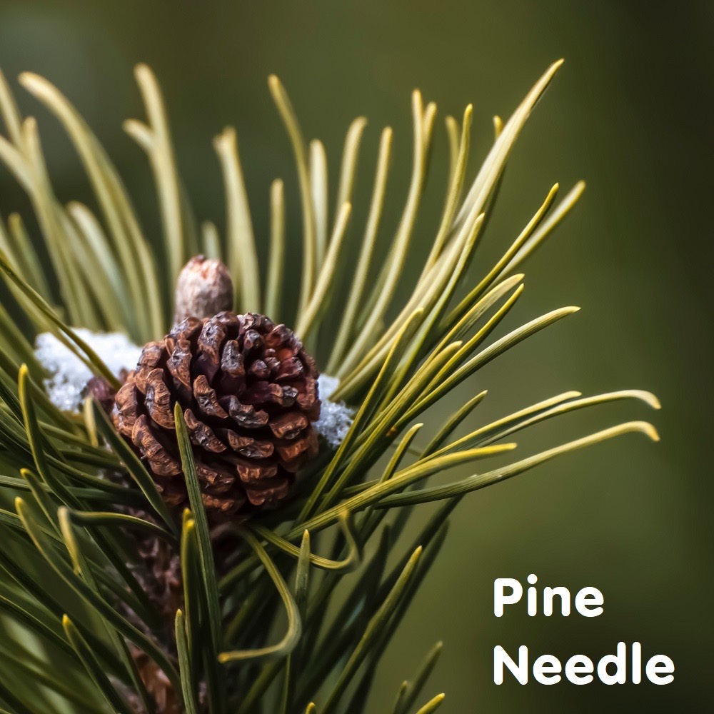 Tinh dầu Thông Pine Needle Essential Oil