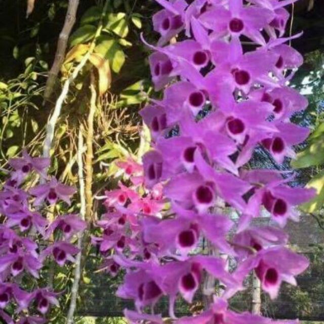 Lan phi điệp(giả hạc) tím hàng gieo hạt