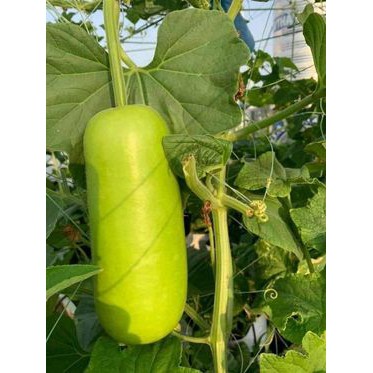 Hạt giống bầu bốn mùa thái lan