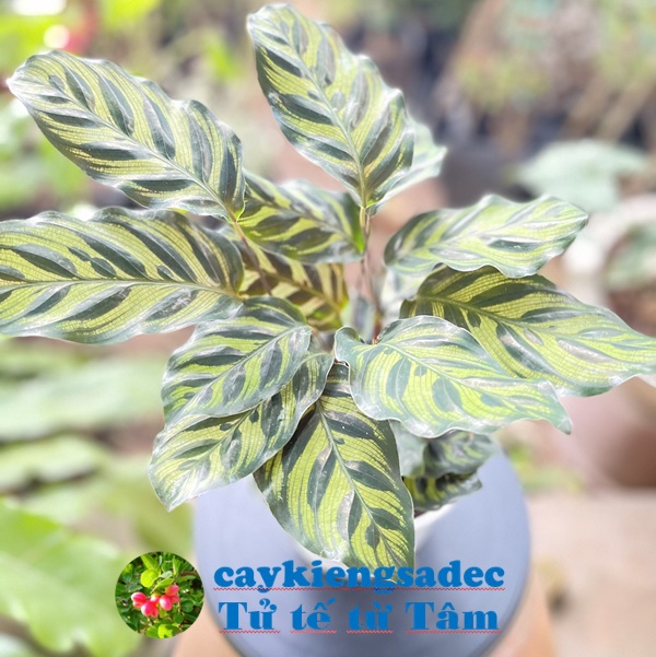 caykiengsadec - Cây công sọc (công khổng tước) - hoa kiểng lá - cây phong thủy - trang trí nội thất cảnh quan sân vườn ngoài trời