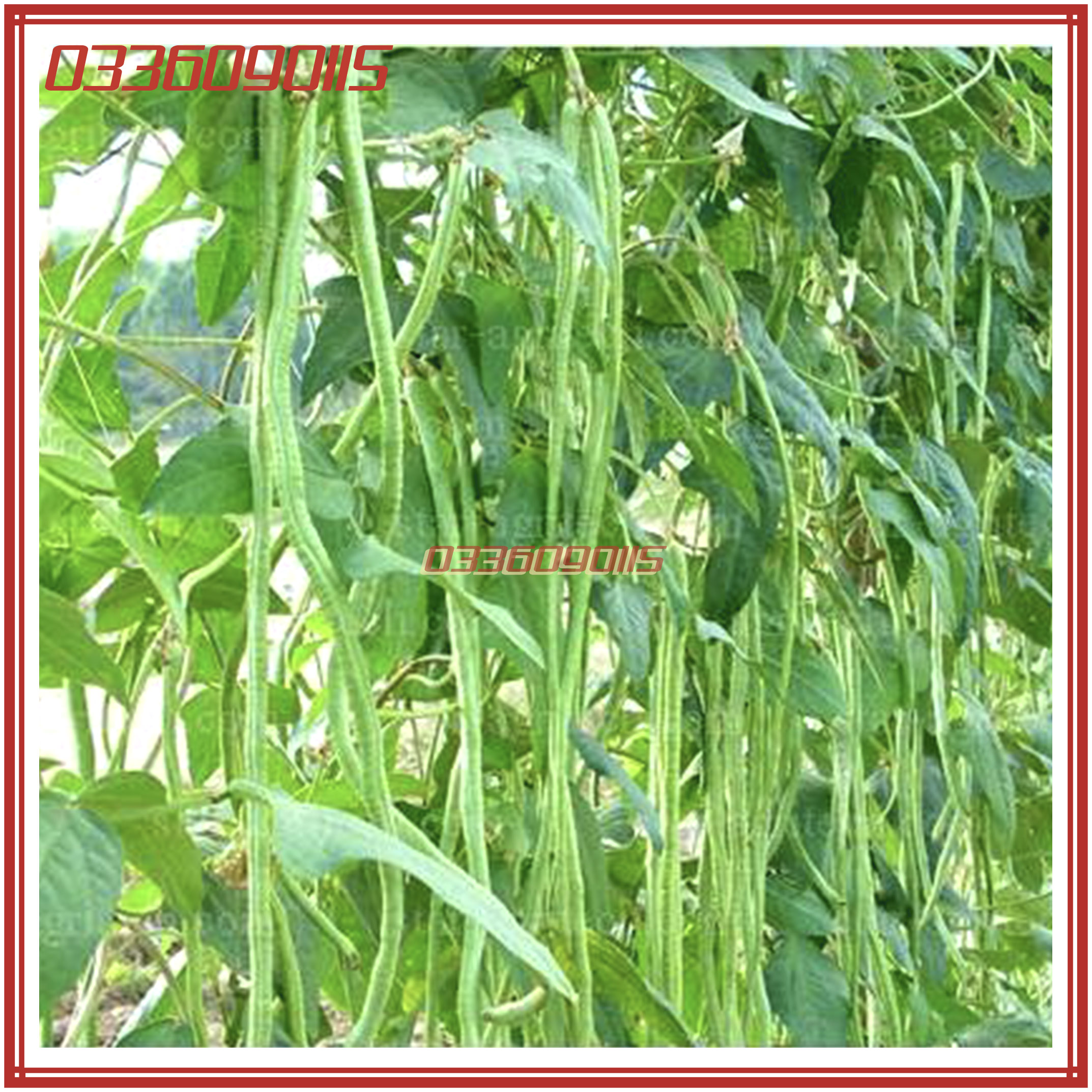 20g Hạt giống đậu đũa xanh cao sản F1