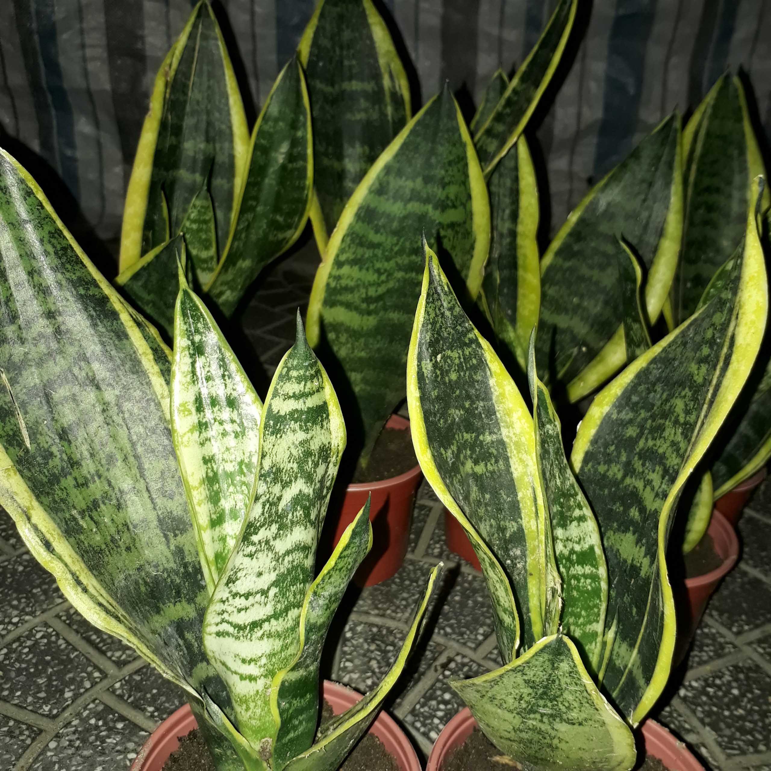 CÂY LƯỠI HỔ - CÂY LƯỠI HỔ LÙN VIỀN VÀNG - CÂY LƯỠI HỔ THÁI THÁI CHẬU NÂU Y HÌNH