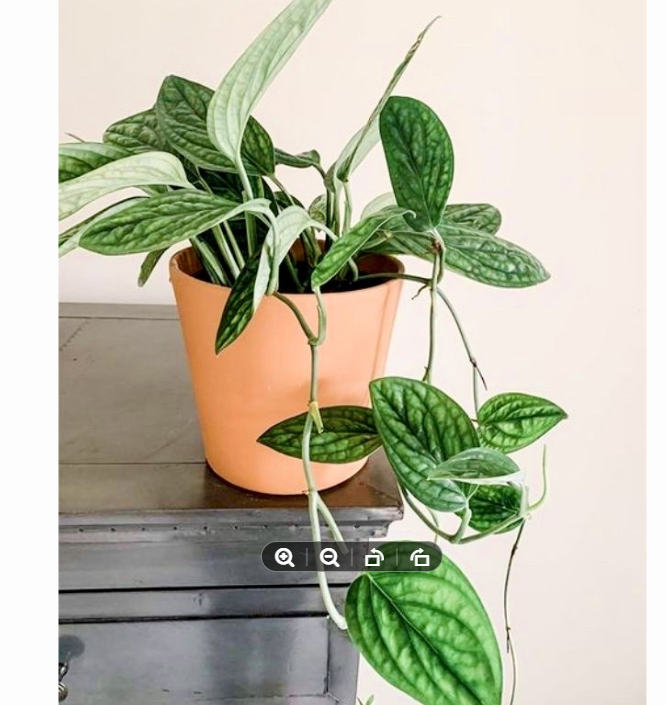 Cây trầu bà hạnh phúc Monstera Peru - cây bán ảnh cuối